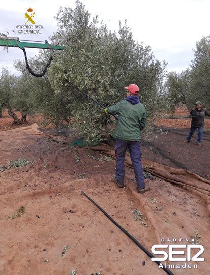 Guardia Civil pone en marcha un servicio para luchar contra las sustracciones de aceituna y aceite en la provincia.