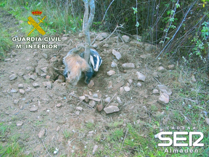 Rescatado con vida un tejón atrapado en un lazo en Valdemanco